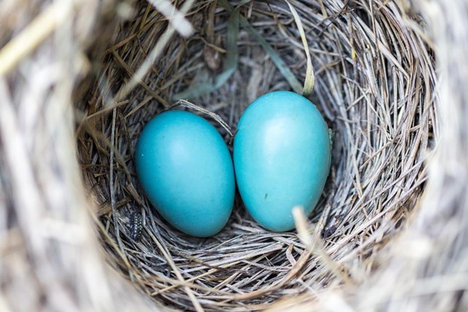 Come collegare Google Nest al WiFi